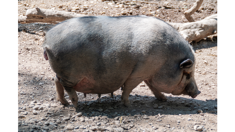 Very lazy, cute and beautiful pot-bellied pig