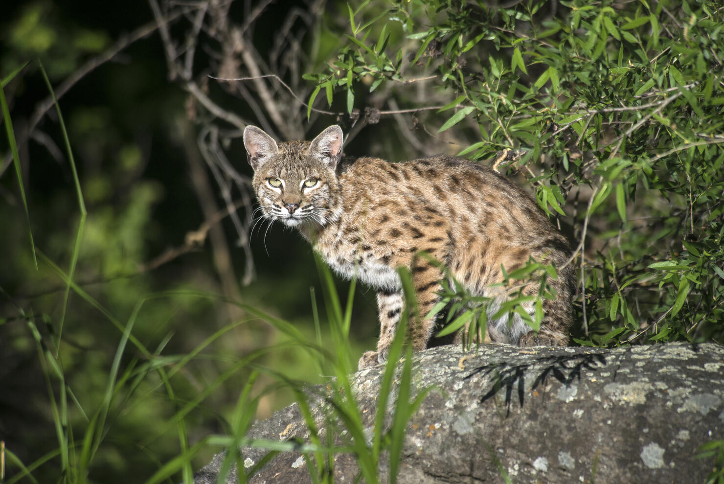 Bobcat