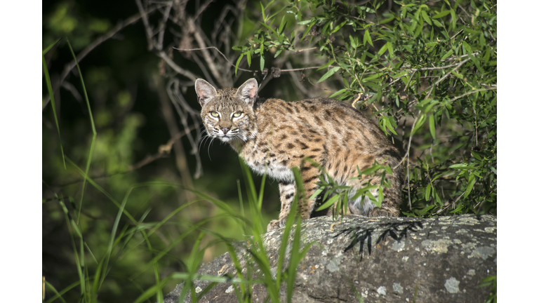 Bobcat