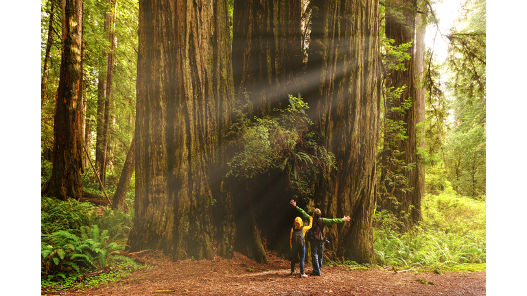 Hikers admiring Redwood trees, Redwood National Park, California