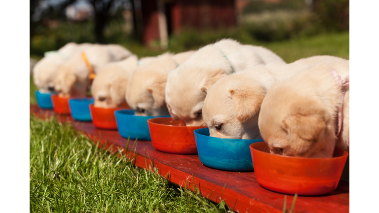 Bunch of small labrador puppies eating from their bowls