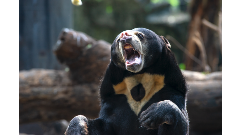 face of Asiatic Black Bear in the forest with green background