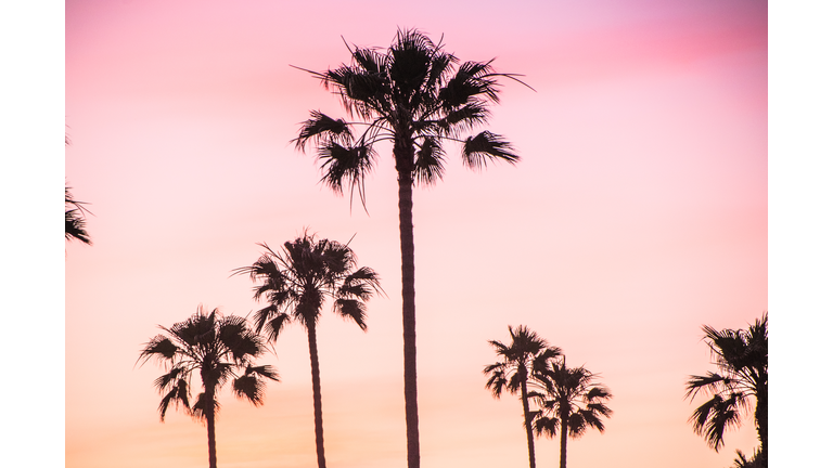 Beautiful Newport Beach Sunset under the Palm Trees