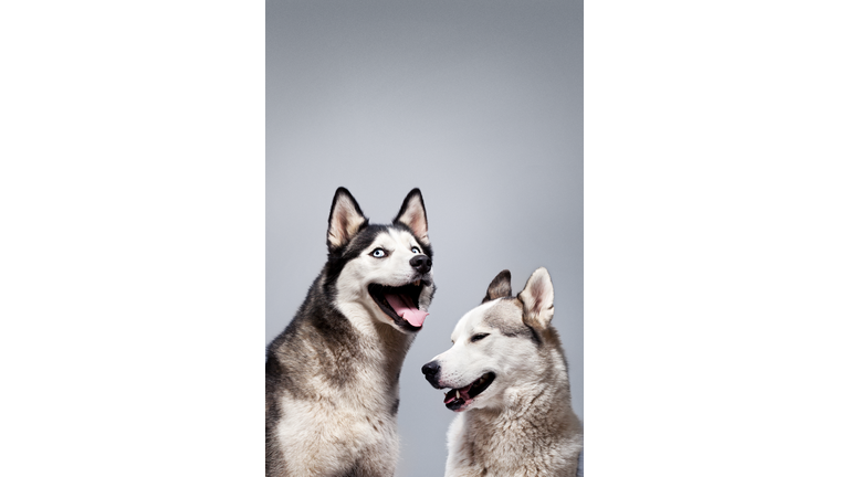 Laughing Husky Dogs