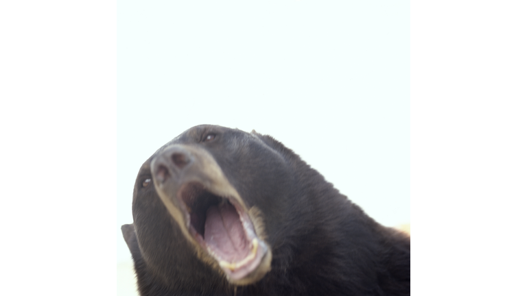 American black bear (Ursus americanus) roaring, close-up