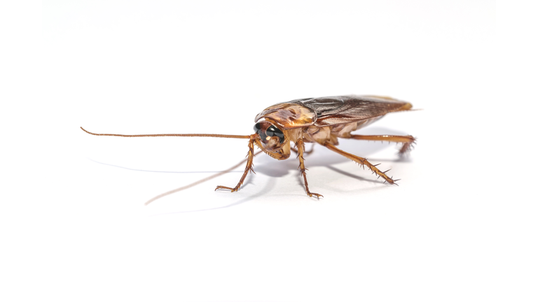 The Cockroach Isolated On The White Background.
