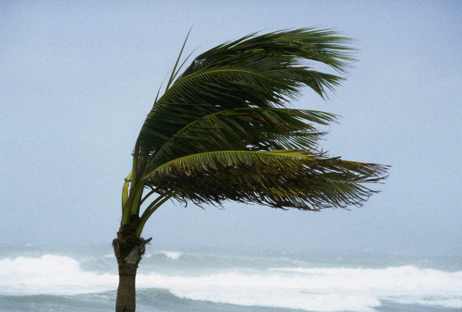 Palm Tree Blowing In Hurricane Winds