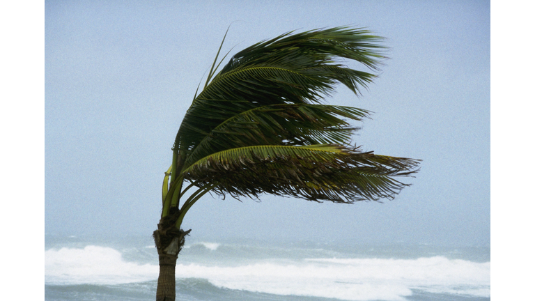 Palm Tree Blowing In Hurricane Winds