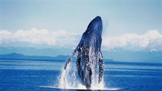 **WATCH** Whale Capsizes Boat!!