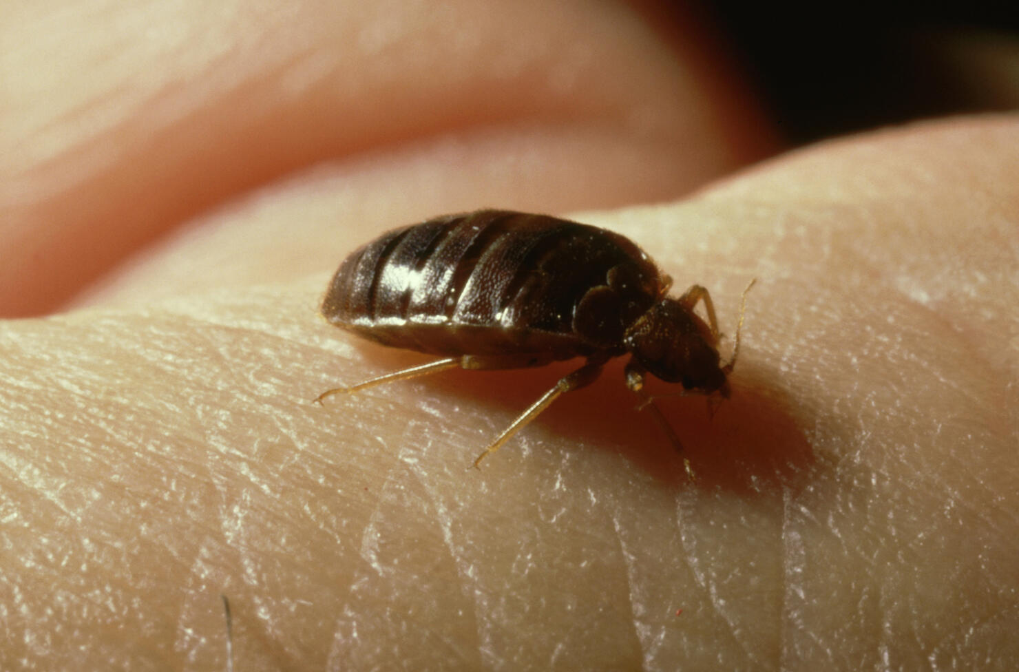 bedbug: cimex lectularius  taking blood  uk     