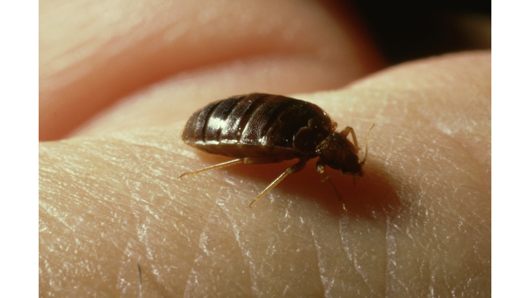 bedbug: cimex lectularius  taking blood  uk     