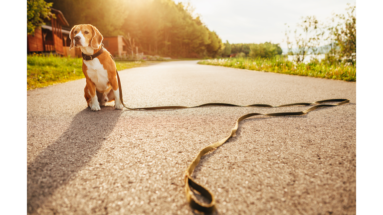 Lost beagle dog sits alone on the road