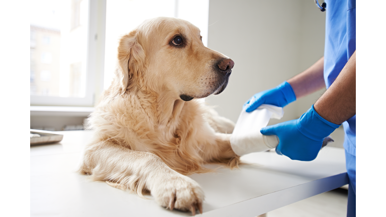 Helping injured dog