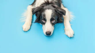 Guy Spends $16K to Become A Dog; Takes First Walk Outside. [VIDEO]