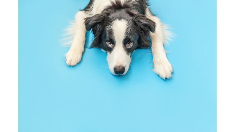 Cute smiling puppy dog border collie isolated on blue background. New lovely member of family little dog gazing and waiting for reward. Pet care and animals concept