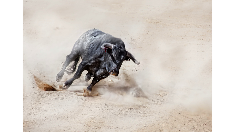 Bull charging across sand creating dust cloud