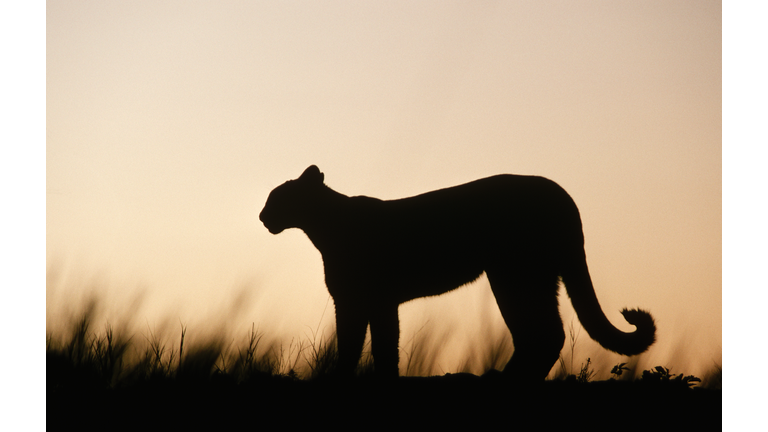 Silhouette of a Mountain Lion