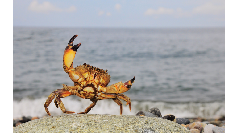 Close-Up Of Crab On Stone Against Sea