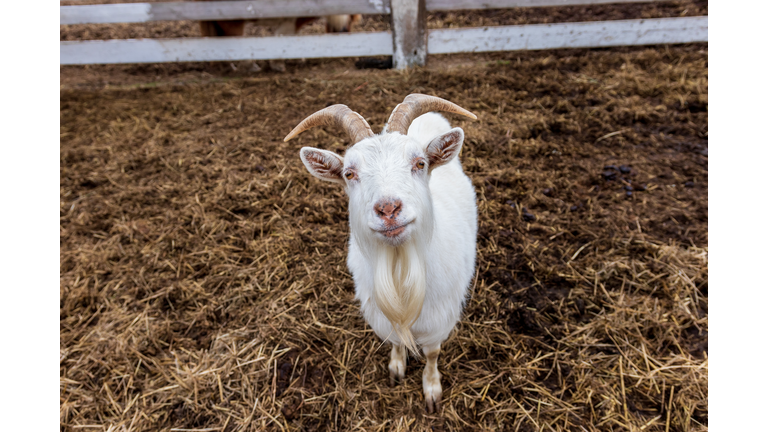 Portrait of goat standing on field