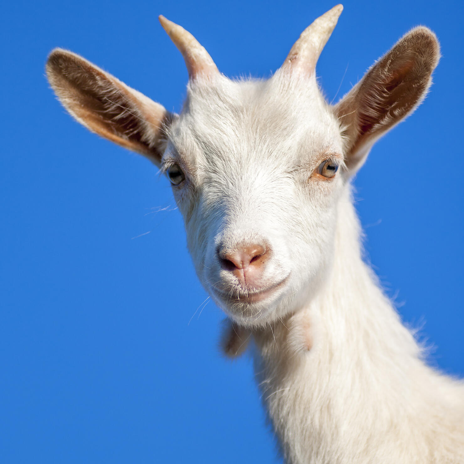 Goat looking at camera