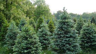 A Warren County Farm sells brightly painted real Christmas Trees 