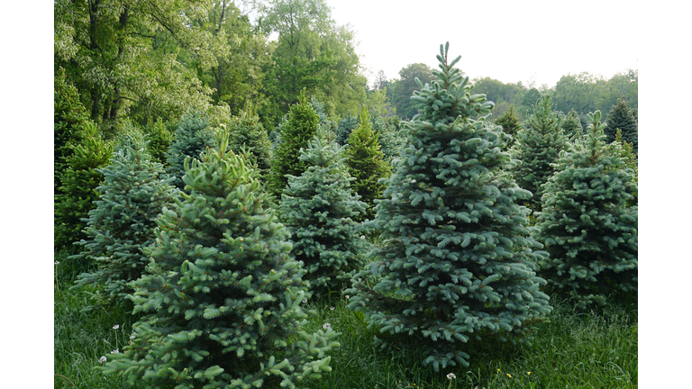 Christmas Tree Farm