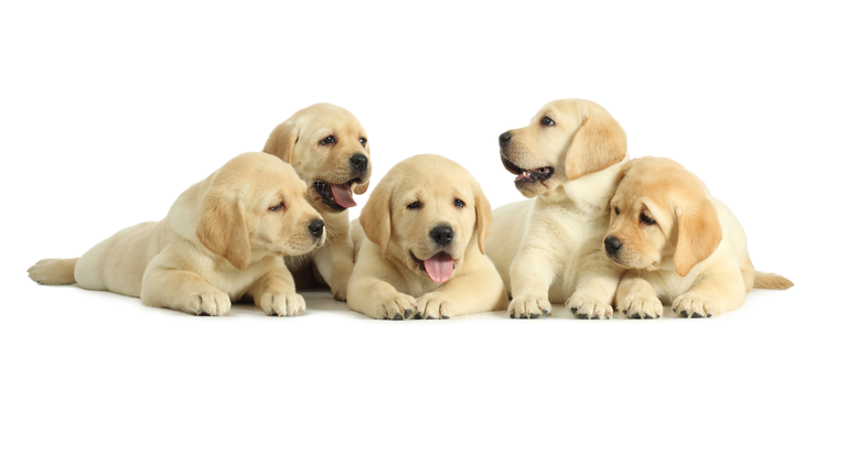 Five puppies on white