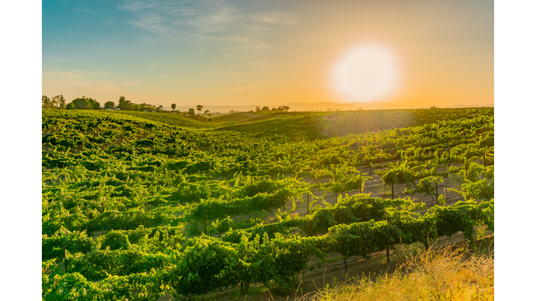 California Vineyard at Dusk with rows of vines