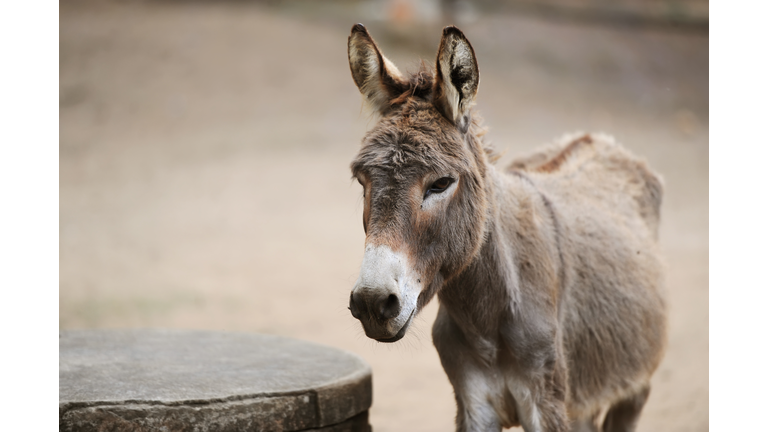 Donkey of brown color