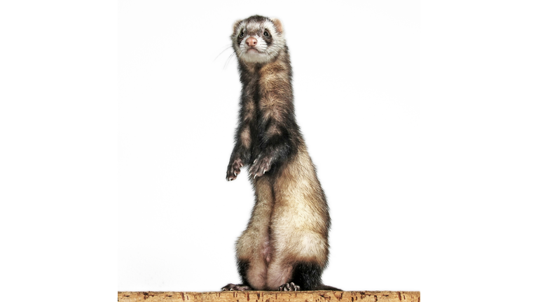Ferret