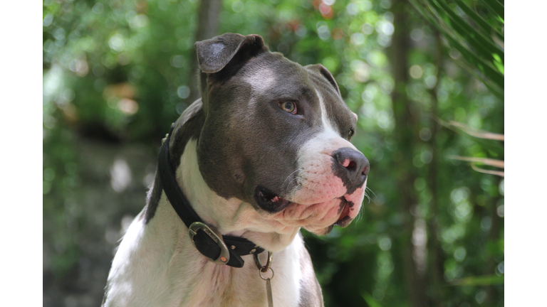 Close-Up Of American Pit Bull Terrier Against Trees