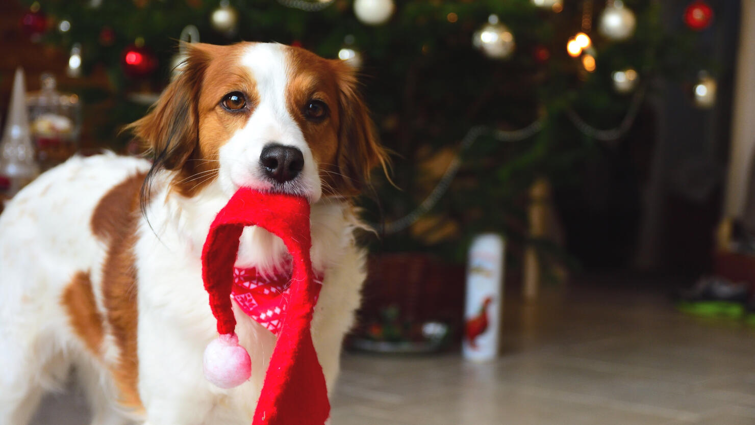 Cute Dog In Front Of Christmas Tree