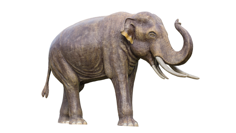 Stegolophodon. four ivory extinct primitive elephant isolated on white