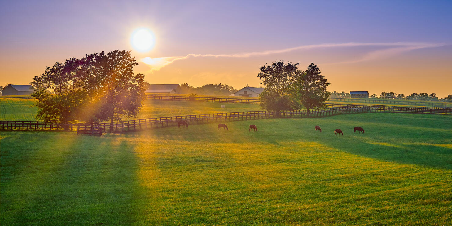 Horses Grazing On Land During Sunset