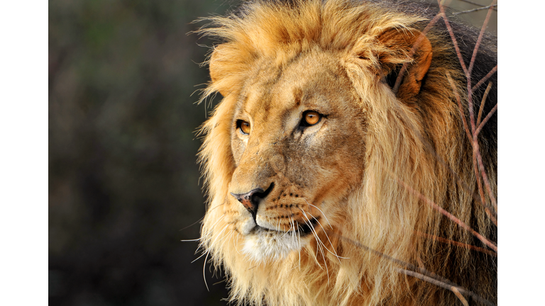 Portrait of male lion