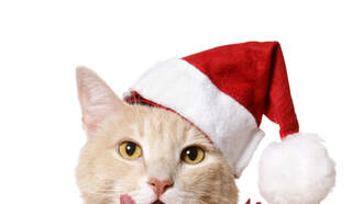 That's An Odd Christmas Tradition!