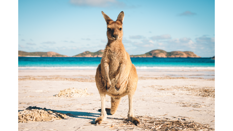 Australia beach Kangaroo