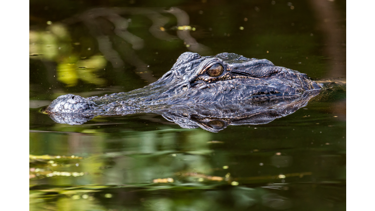 Alligator with head over water