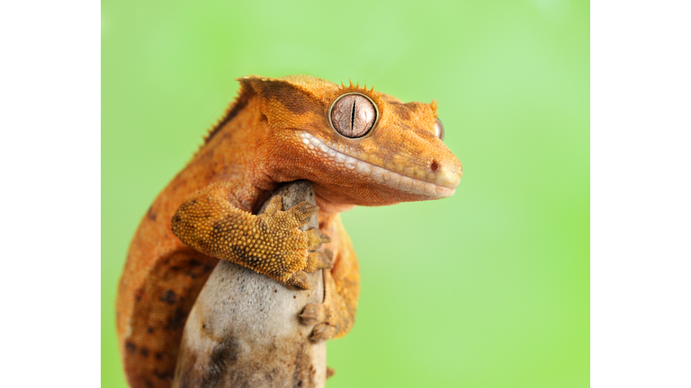 Close-Up Of Frog On Leaf