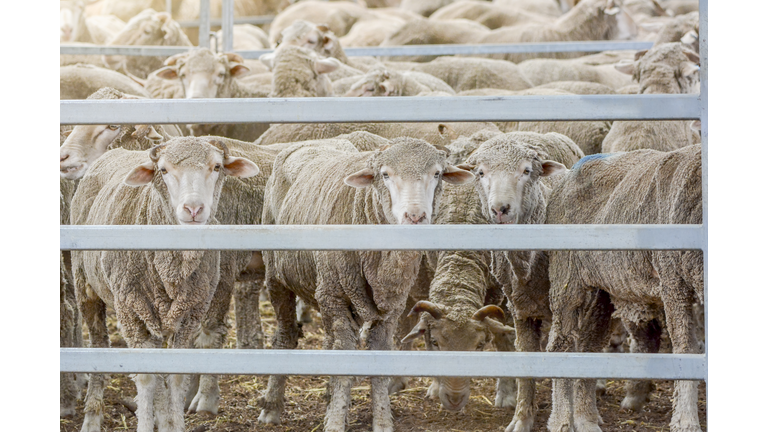 Sheep in holding pen