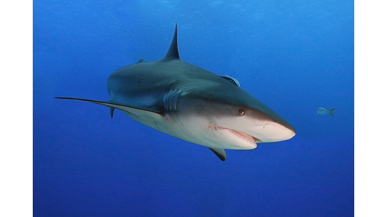 Caribbean black tip shark