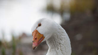 GameStop Says "Trade Anything Day" Saw Customers Bring A Bobcat And A Goose