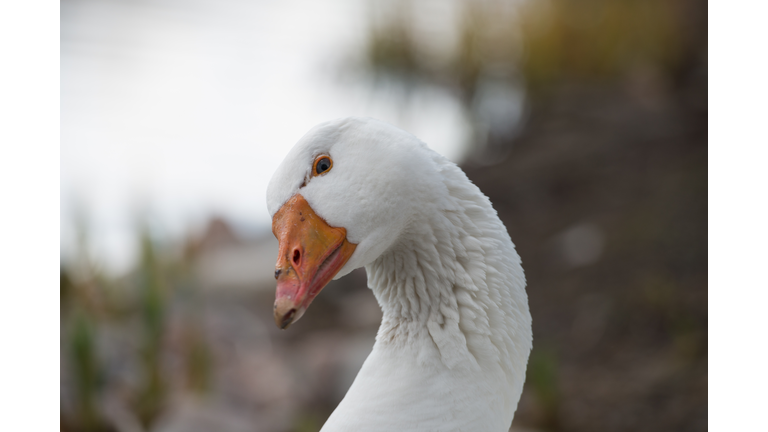 Goose head