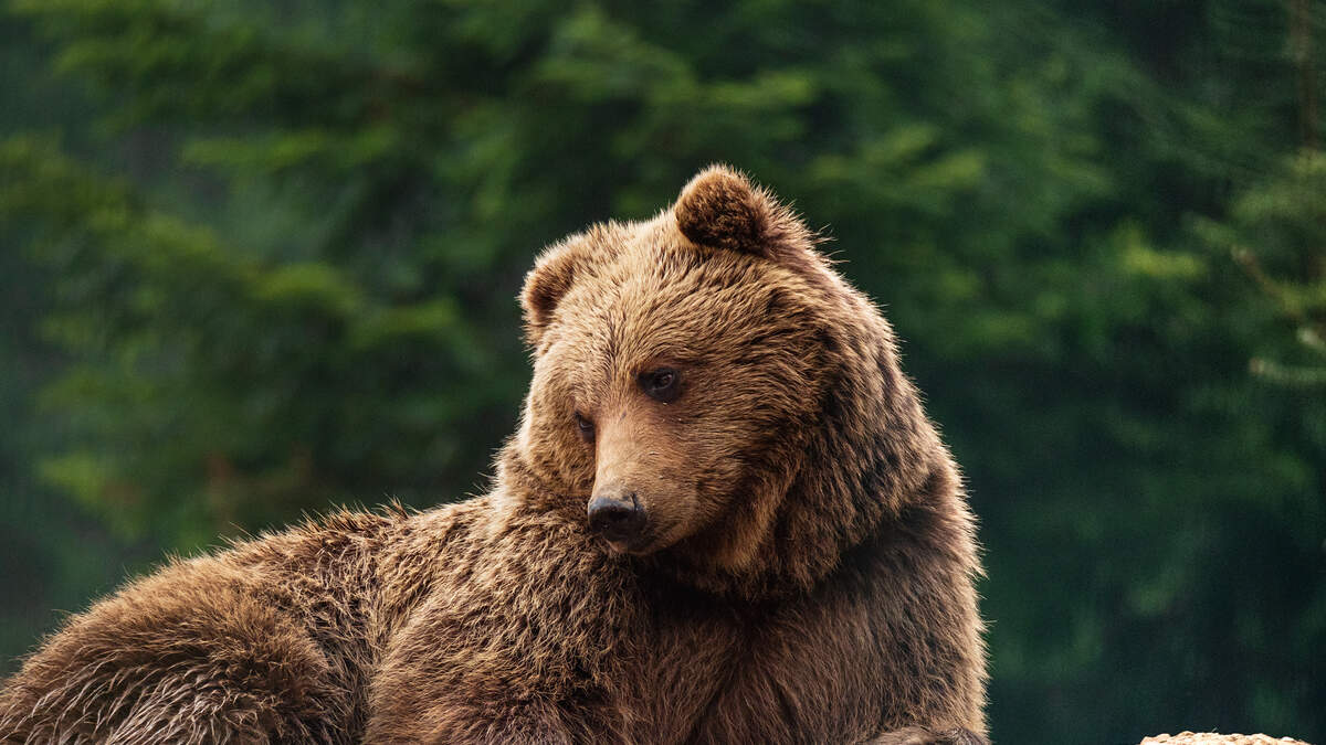 Watch This Bear Jumping on a Trampoline | Star 101.3 | Marcus & Corey