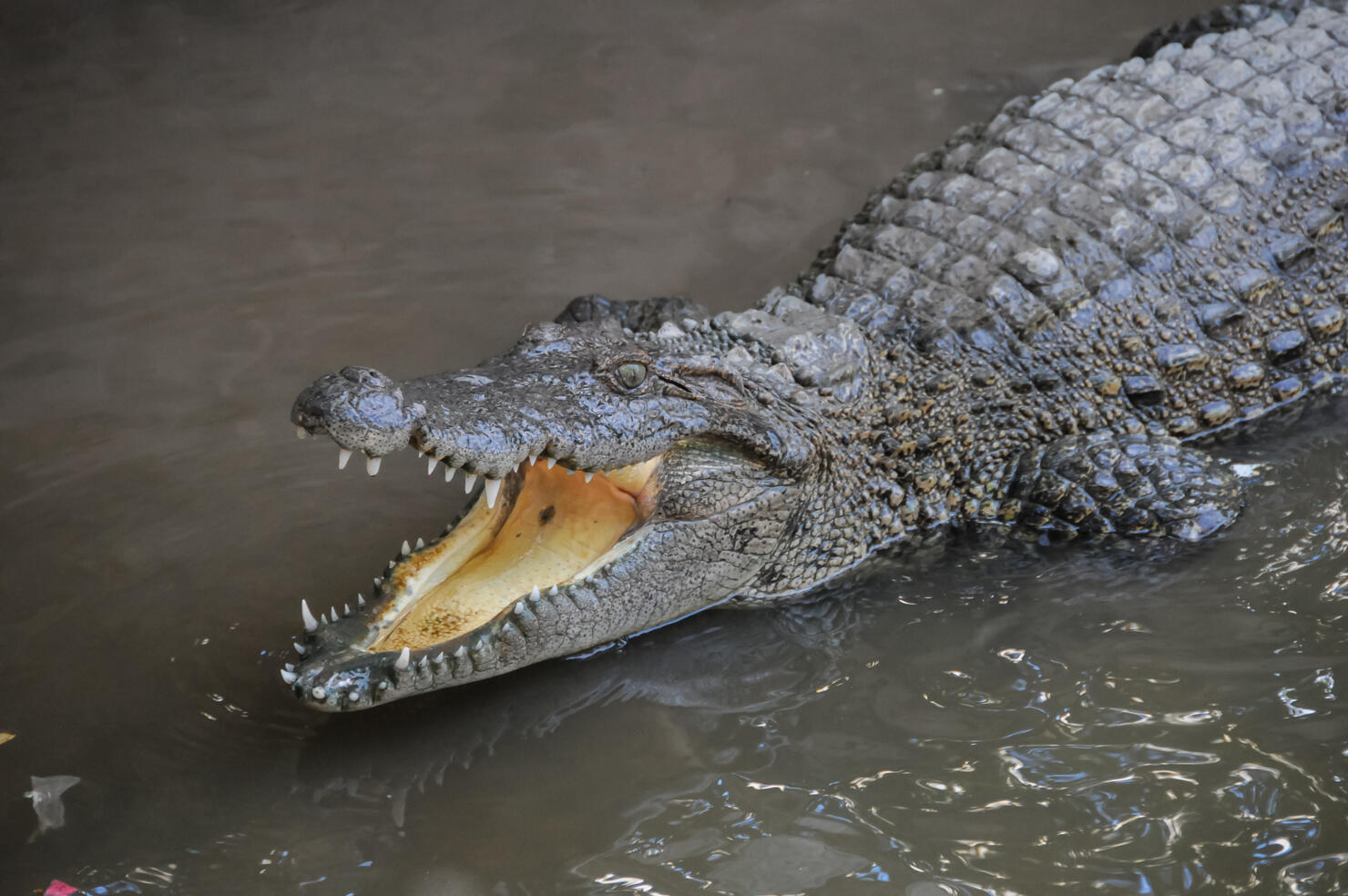 Adult Dangerous Crocodile