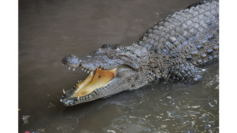Adult Dangerous Crocodile