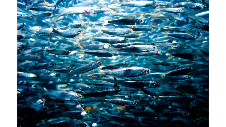 School of sardines (Clupeidae)