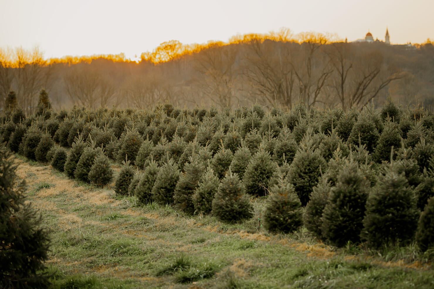 Christmas tree farm at sunset