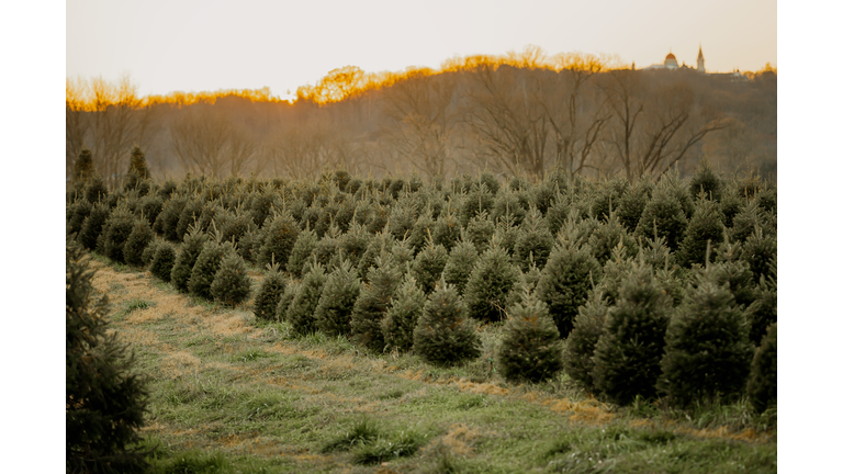 Christmas tree farm at sunset