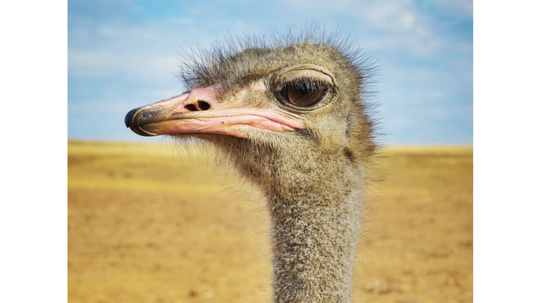 Close-Up Portrait Of Ostrich